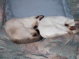 kittens